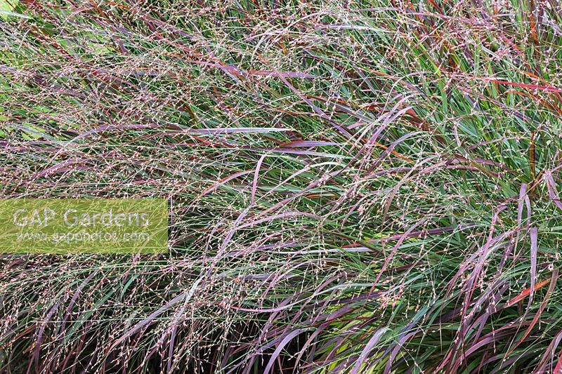 Panicum virgatum 'Cheyenne Sky' - Switch Grass
