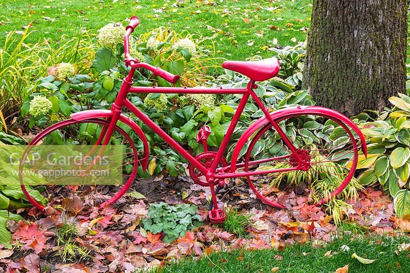 Old red painted bicycle in border of Hosta - Hosta plants, Hydrangea - Hydrangea shrub and fallen Acer - Maple tree leaves in residential backyard garden in autumn