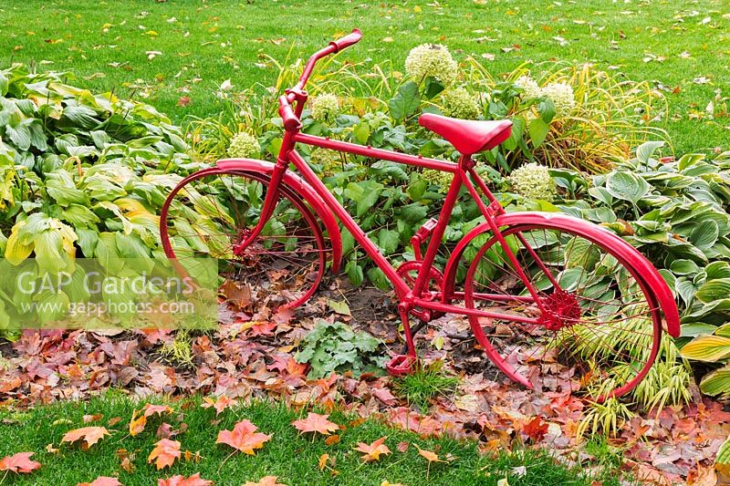 Old red painted bicycle in border of Hosta - Hosta plants, Hydrangea - Hydrangea shrub and fallen Acer - Maple tree leaves in residential backyard garden in autumn