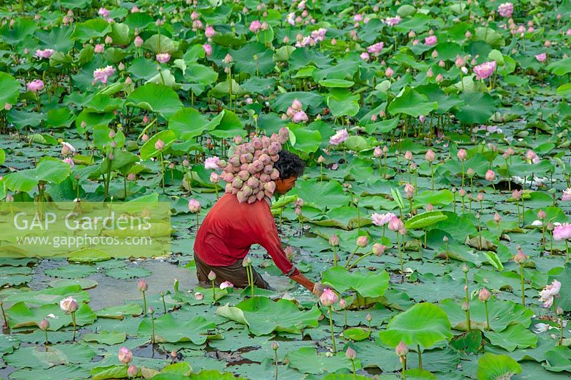 Person harvesting Nelumbo nucifera - Lotus flowers in Thailand. 
