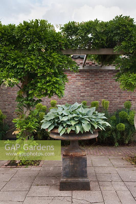 Classical cast iron urn with Hosta 'Halcyon' in front of Euphorbias and wooden pergola - Holland