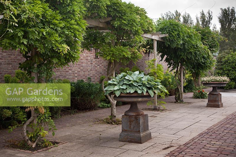 Classical cast iron urns with Erigeron karvinskianus and Hosta 'Halcyon' in patio garden with pergola - Holland