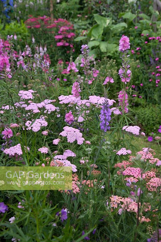 Achillea 'Lilac Beauty' with Sidalcea 'Elsie Heugh' and Linaria - Yarrow