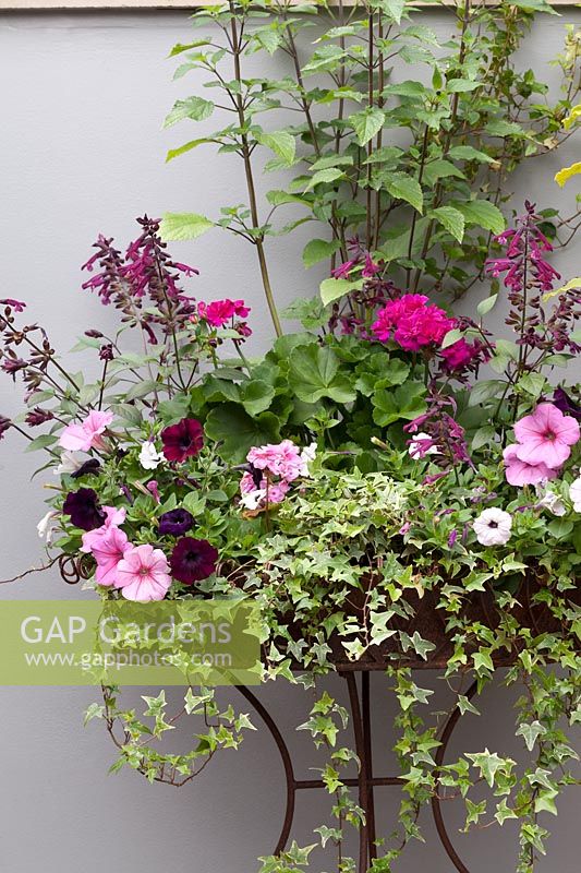Rusted metal ornate plant stand with Salvia 'Love and Wishes', Pelargonium 'Royal Norfolk', Ivy and Petunias in front of grey painted wall, Cheshire