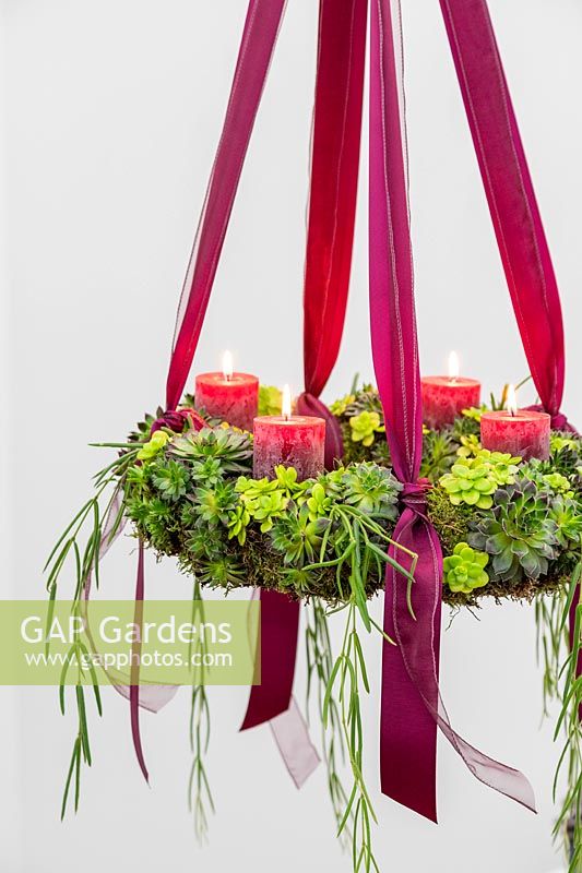 Hanging succulent advent wreath with Sempervivum Bronco, Crassula and Hoya linearia, red pillar candles and red ribbons. 