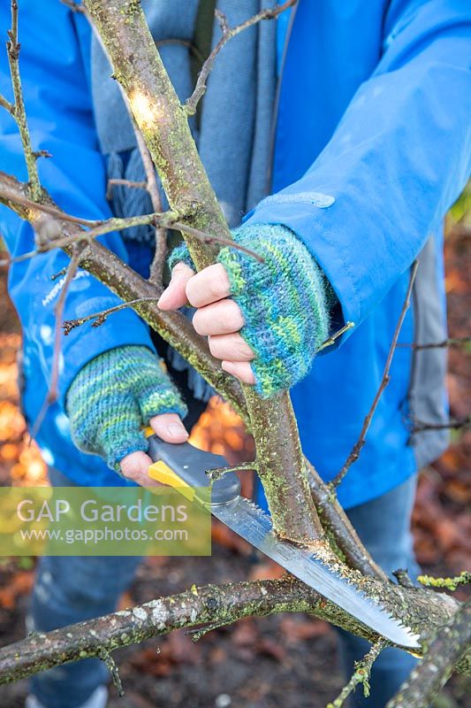 Woman using a small foldable pruning saw to prune a Plum 'Victoria' Tree in Winter