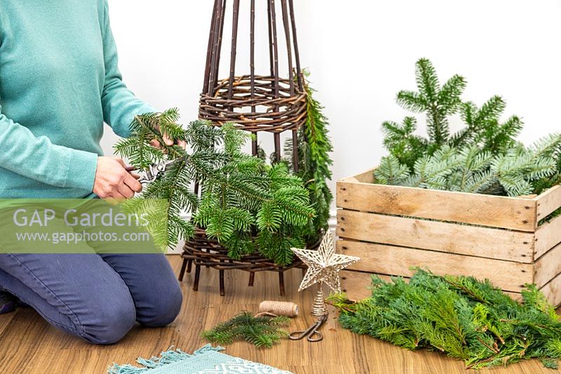 Woman using garden secateurs to cut pine - abies foliage off larger stems