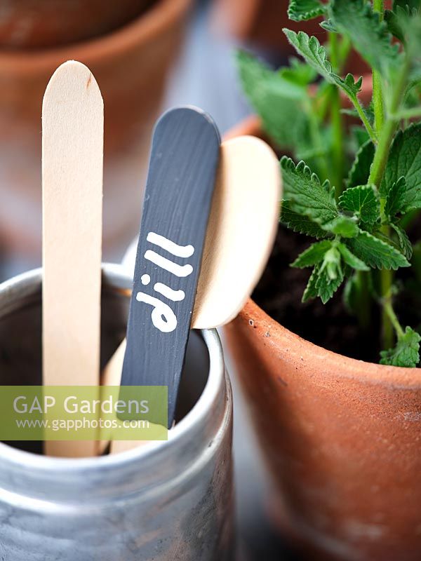 Plant label made from wooden cutlery painted with blackboard paint and chalk paint to write the name in a vintage terracotta pot with Mint