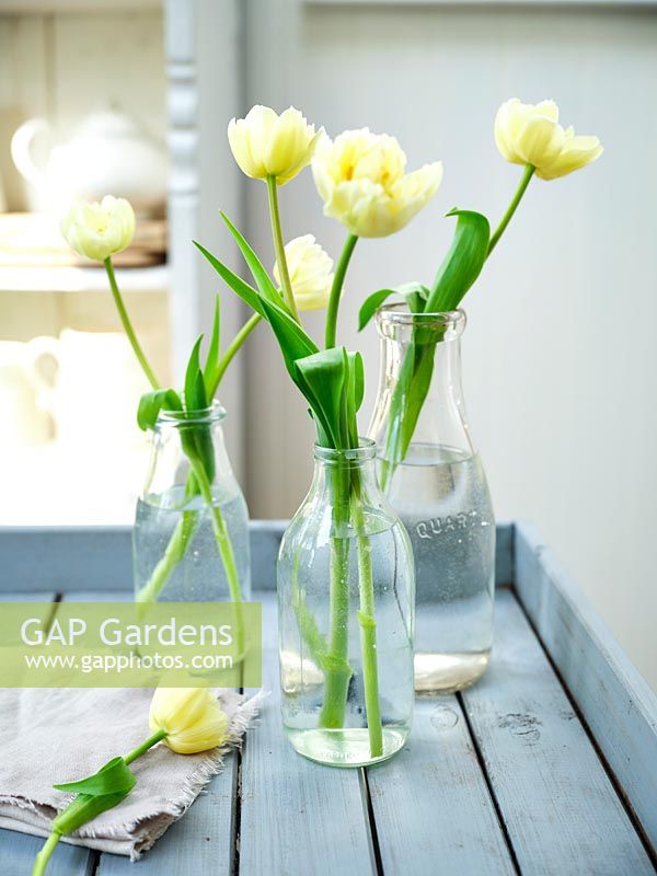 Pale yellow Tulips in recycled old milk bottles 