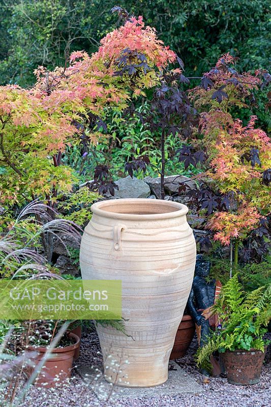Terracotta urn in front of potted Acer - Maple