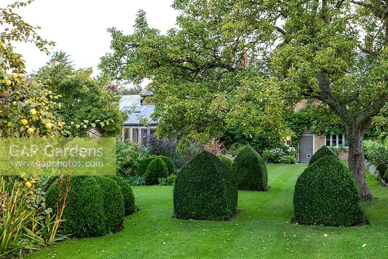 Bishop's mitre Box topiary in the autumnal garden at Yews Farm, Martock