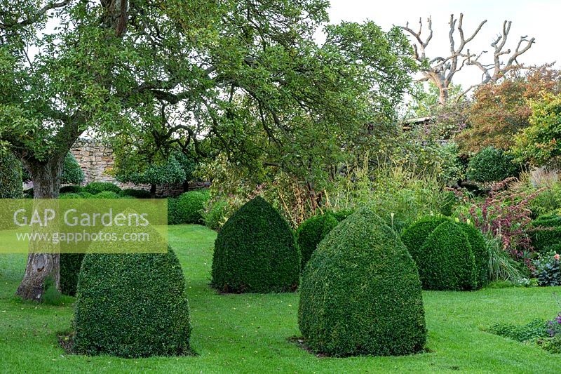 Buxus topiary, Bishop's mitres - Yews Farm, Martock