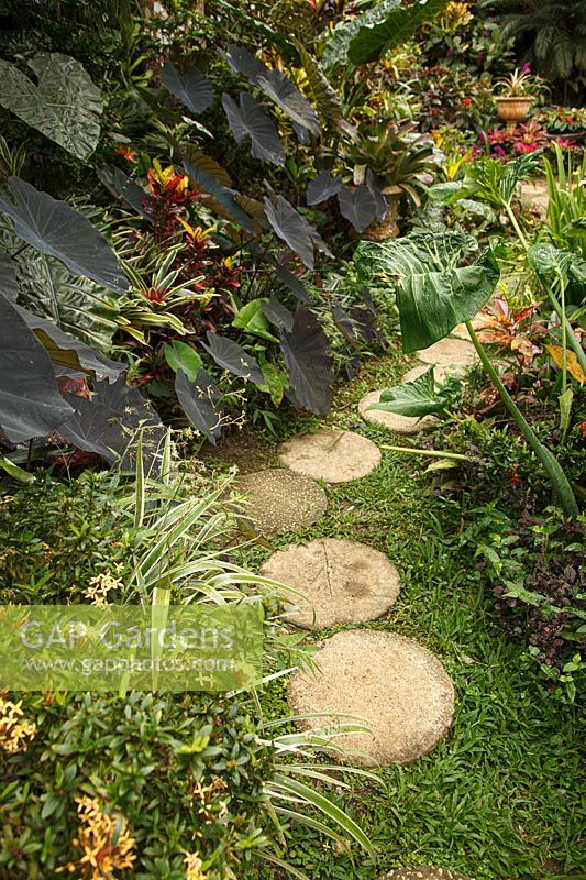 Path of circular paving stones in a tropical garden 