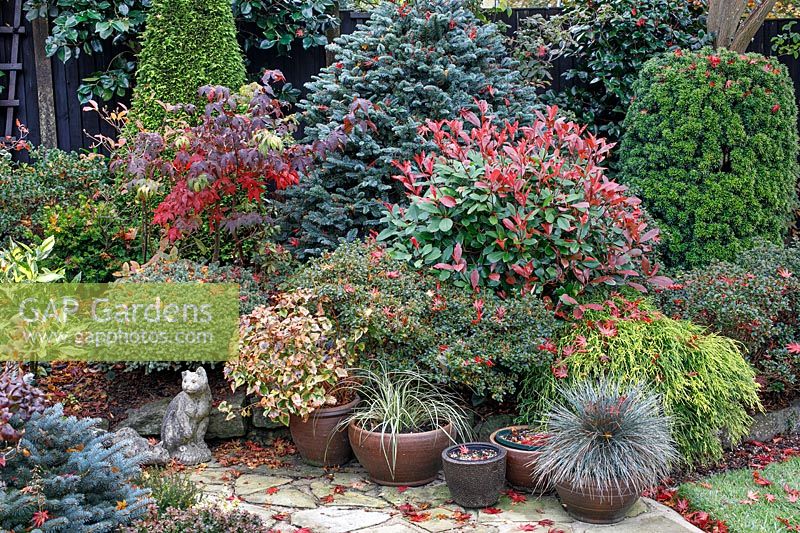 Autumnal colours of mixed acers, conifers, photinias, topiary and azaleas 