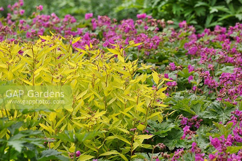 Spirea japonica 'Goldflame' and geranium macrorrhizum 