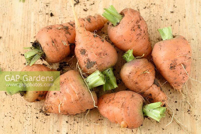 Daucus carota 'Chantenay Red Cored' - Carrot - freshly pulled young carrots with tops removed 