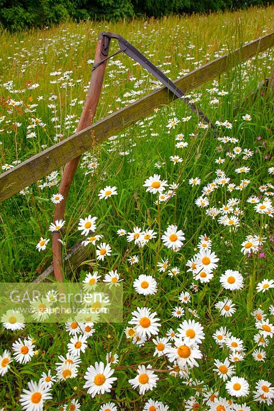 Old farm scythe  and grass meadow with Leucanthemum - Ox-eye daisies  in  Norfolk garden June.