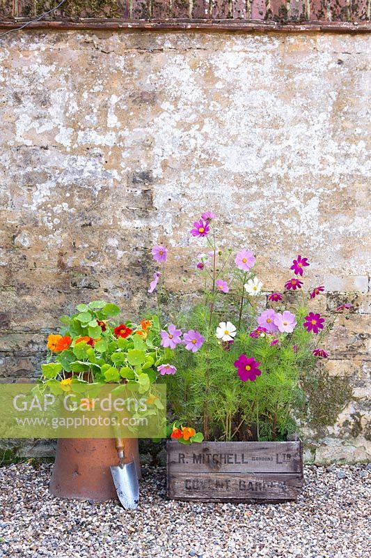 Cosmos growing in wooden crate with Nasturtiums growing in chimney pot alongside