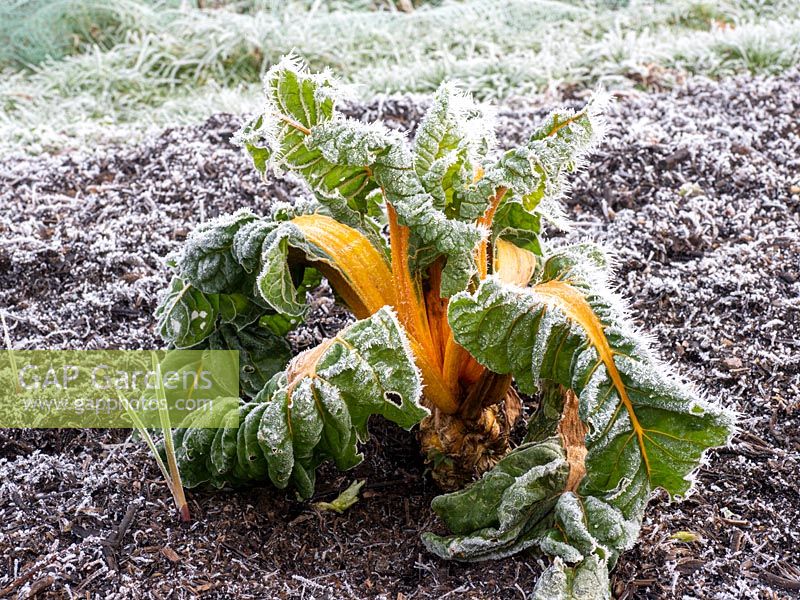 Frosted yellow swiss chard