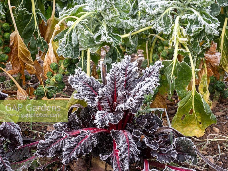 Frosted Swiss chard