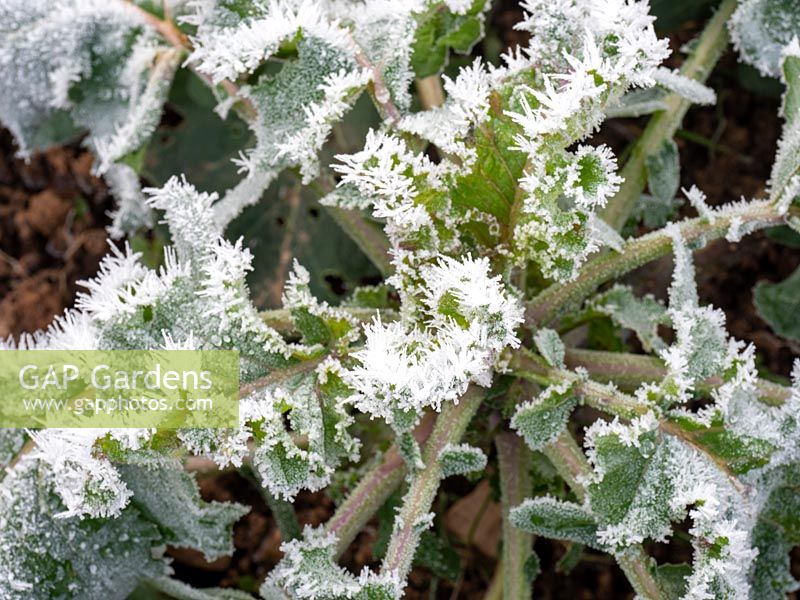 Frosted purple sprouting broccoli plants