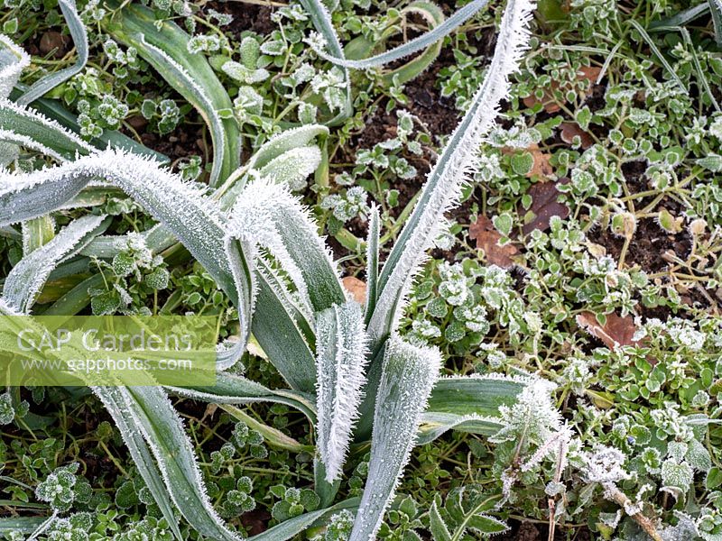 Frosted leeks
