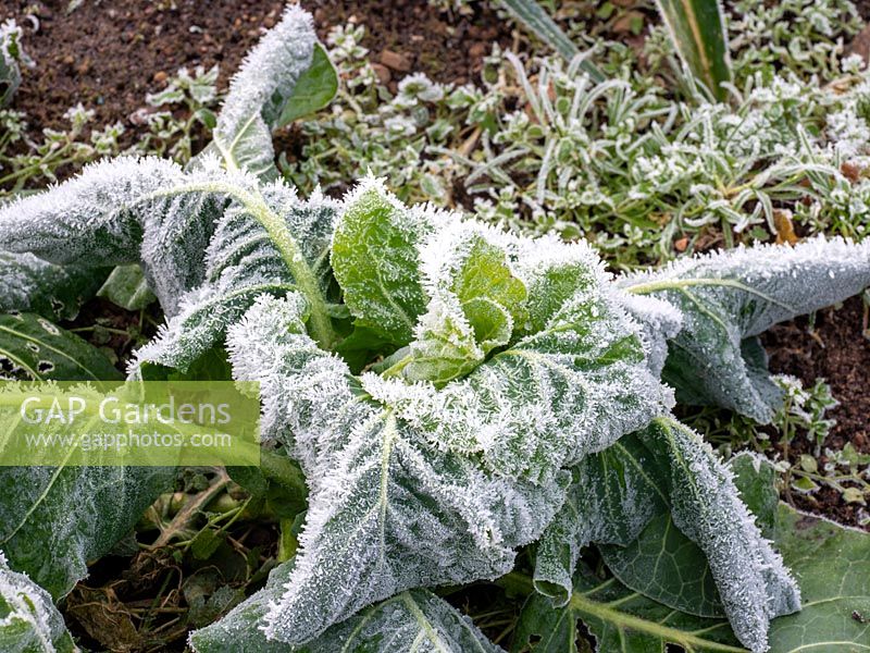 Frosted spring cabbage