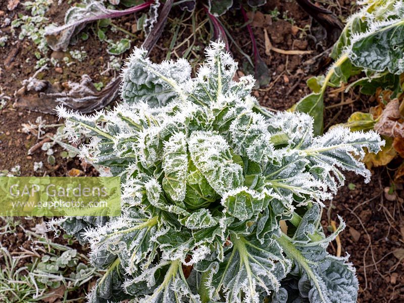 Frosted Brussel sprout tops