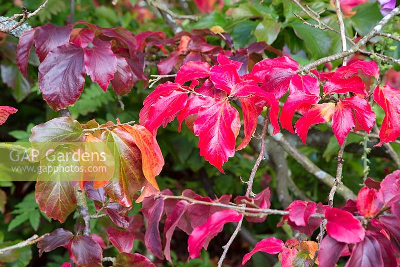 Parrotia with autumn colour 