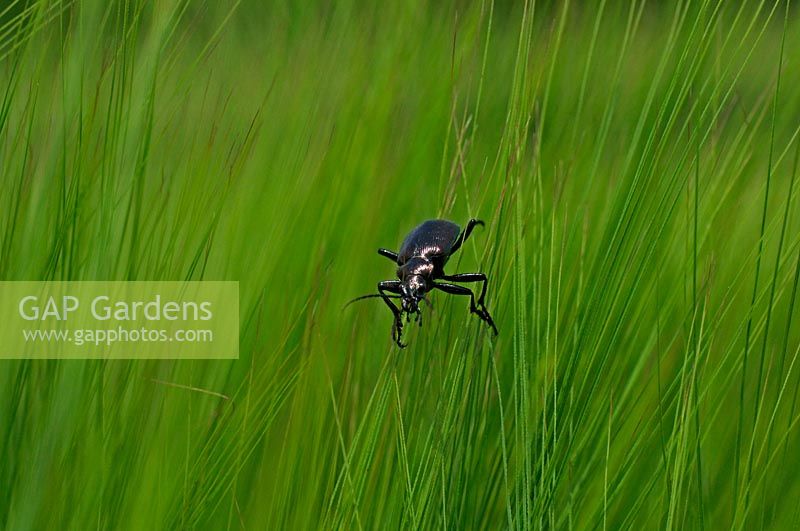 Calosoma inquisitor - Beetle 