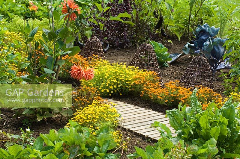 Potager garden with Dahlia and Tagetes.