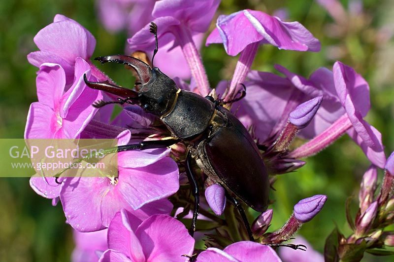 Lucanus cervus- Stag beetle on flower. 