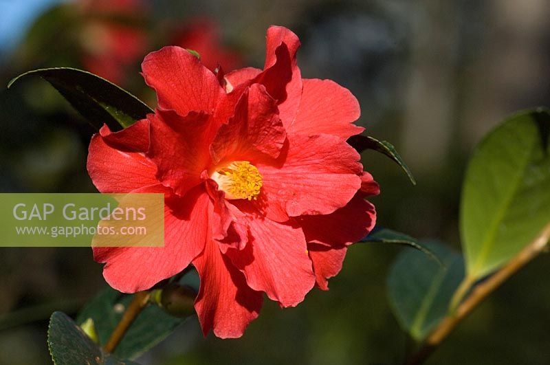 Camellia japonica - Freedom Bell