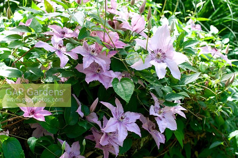 Clematis 'Jean Paul II' - Large-flowered Clematis 