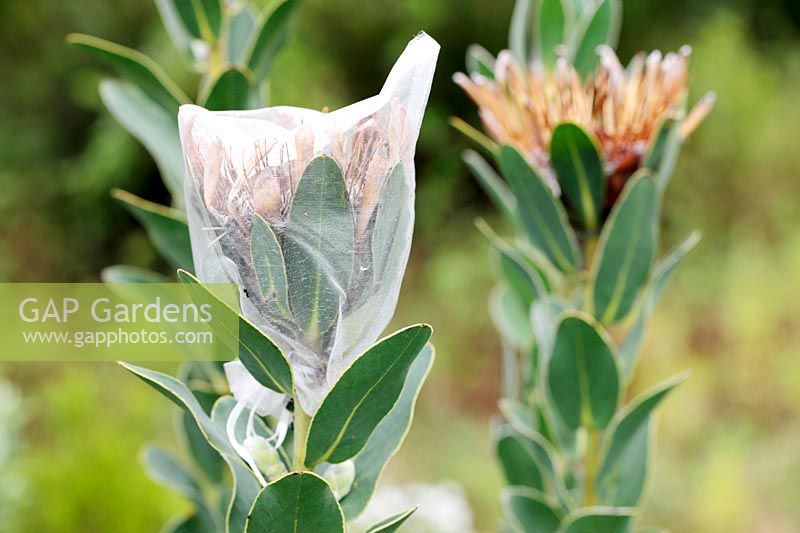 Protea repens - True Sugarbush Protea seeds being protected by fleecing, Cape Town, South Africa. 