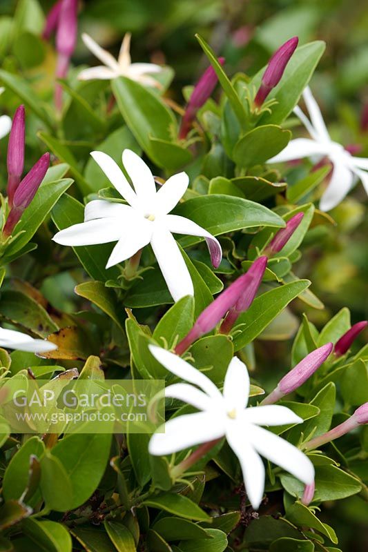 Jasminum multipartitum - Starry wild jasmine 