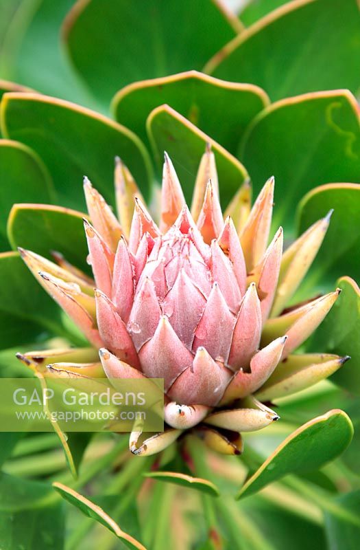 Protea cynaroides - Mini King Protea, Cape Town, South Africa. 