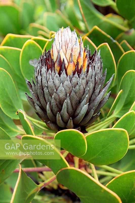 Protea cynaroides - Mini King Protea, Cape Town, South Africa. 