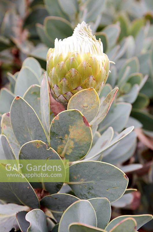 Protea nitida - Wagon Tree Protea 