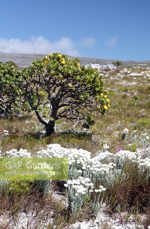 Syncarpha vestita - Cape Snow and Leucospermum conocarpodendron - grey tree pincushion
