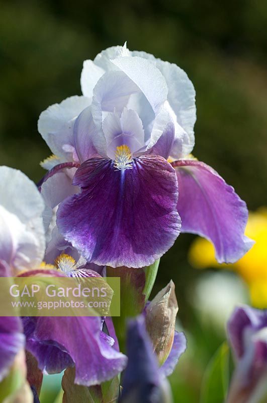 Iris des jardins - germanica