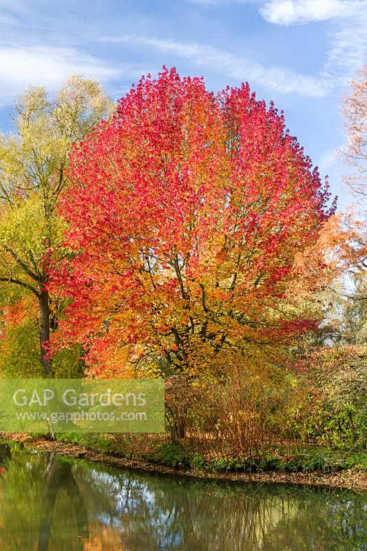 Liquidambar styraciflua 'Lane Roberts' - Sweet gum showing autumn colour. 
