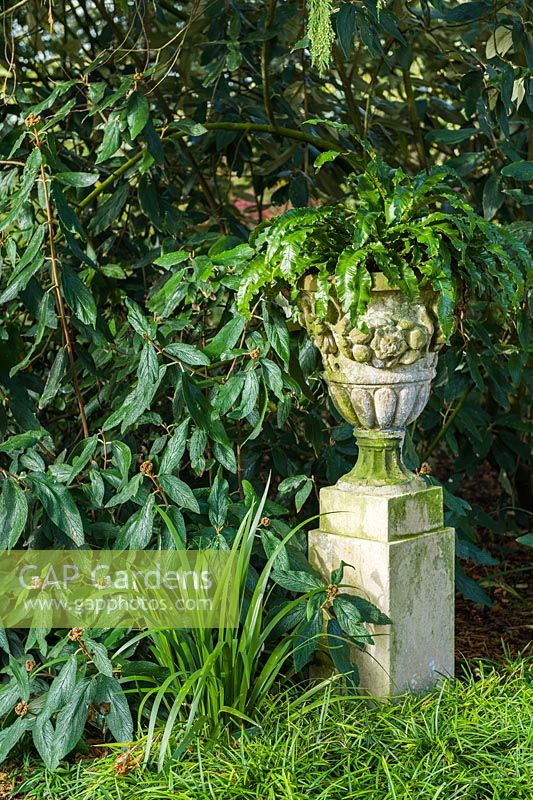 Stone urn planted with Asplenium scolopendrium fern. Viburnum rhytidophyllum and Ophiopogon planiscapus, Iris foetidisima