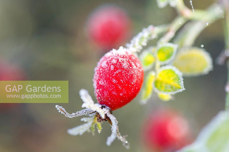 Rosa rubiginosa - Sweet briar - Hips with frost.