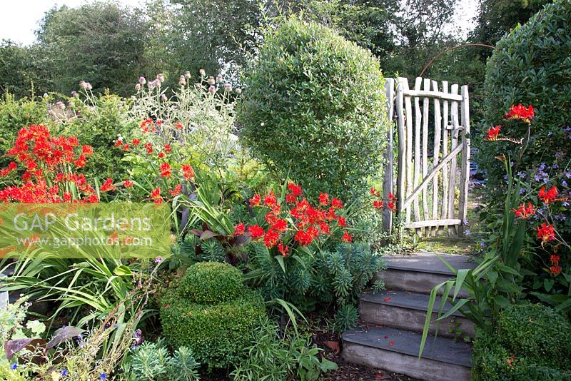 Picket gate in cottage garden with Crocosmia 'Lucifer' Euphorbia and Buxus sempervirens topiary and Cynara cardunculus - Artichoke