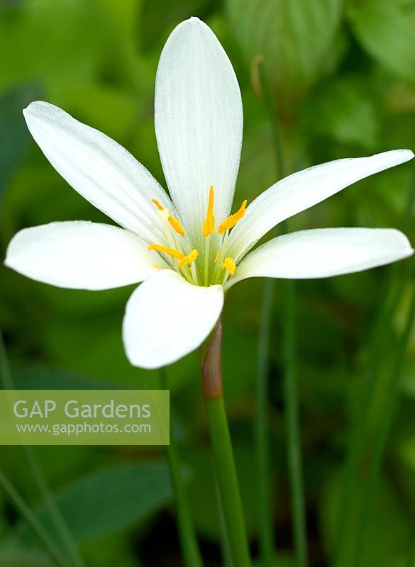 Zephyranthes candida - Peruvian swamp lily