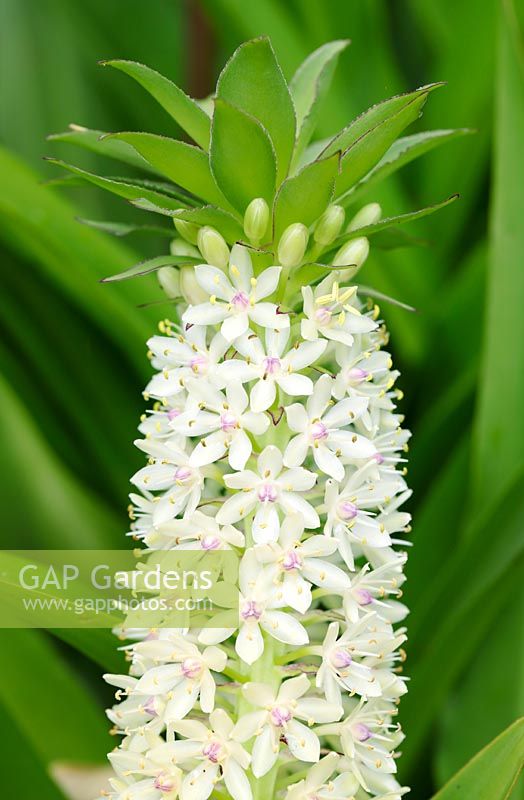 Eucomis comosa - slender pineapple flower- Cape Town, South Africa