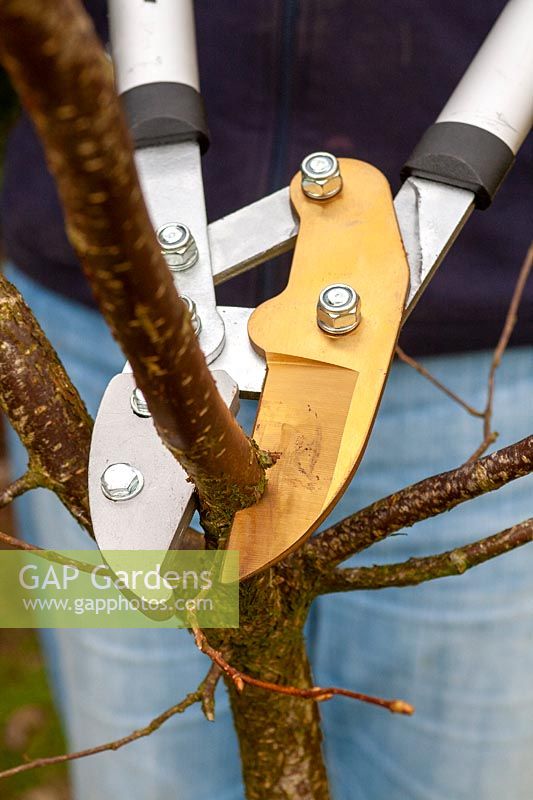 Pruning a Corylus avellana - Cobnut - with a pair of loppers