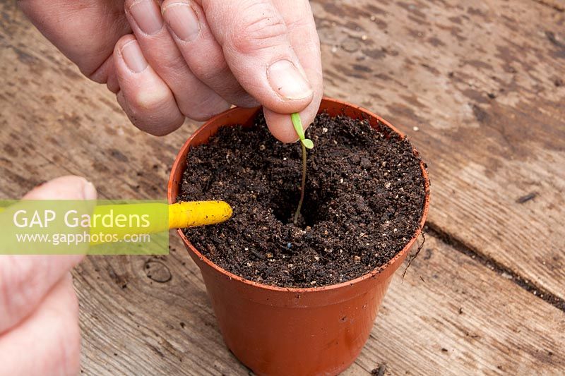 Transplanting germinated seedling singly into pots