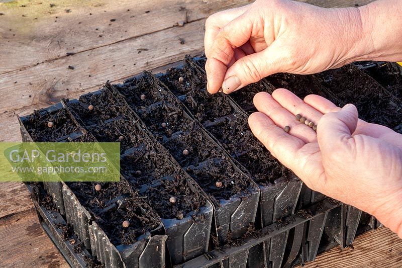 Sowing Lathyrus - Sweet Pea - seed in root trainers 